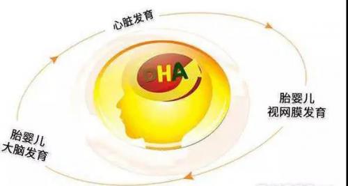 为什么要补DHA